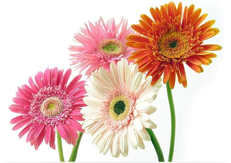 Free Flower Delivery